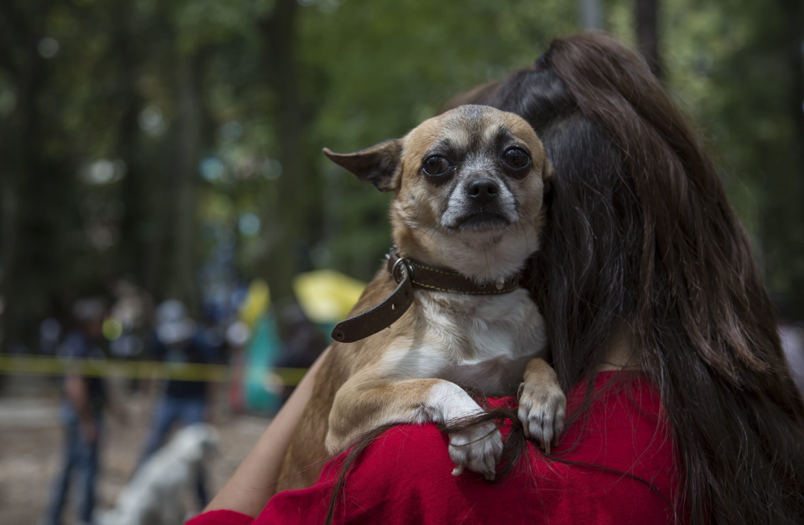 El robo de perros en Ciudad de México aumenta un 125% en los últimos 12 años​